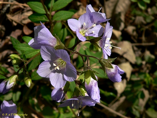 {Polemonium reptans}